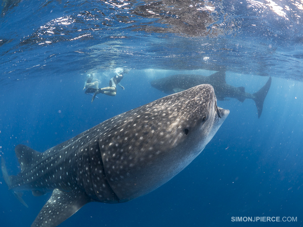 Rhincodon typus | Shark-References