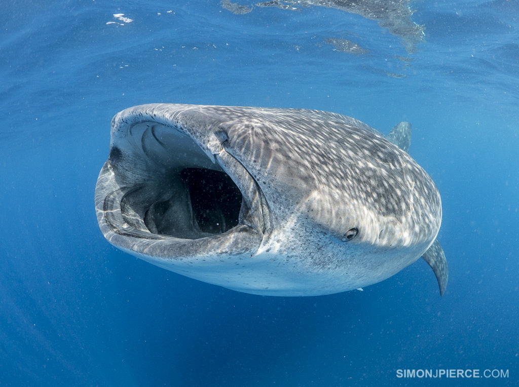 Rhincodon typus | Shark-References