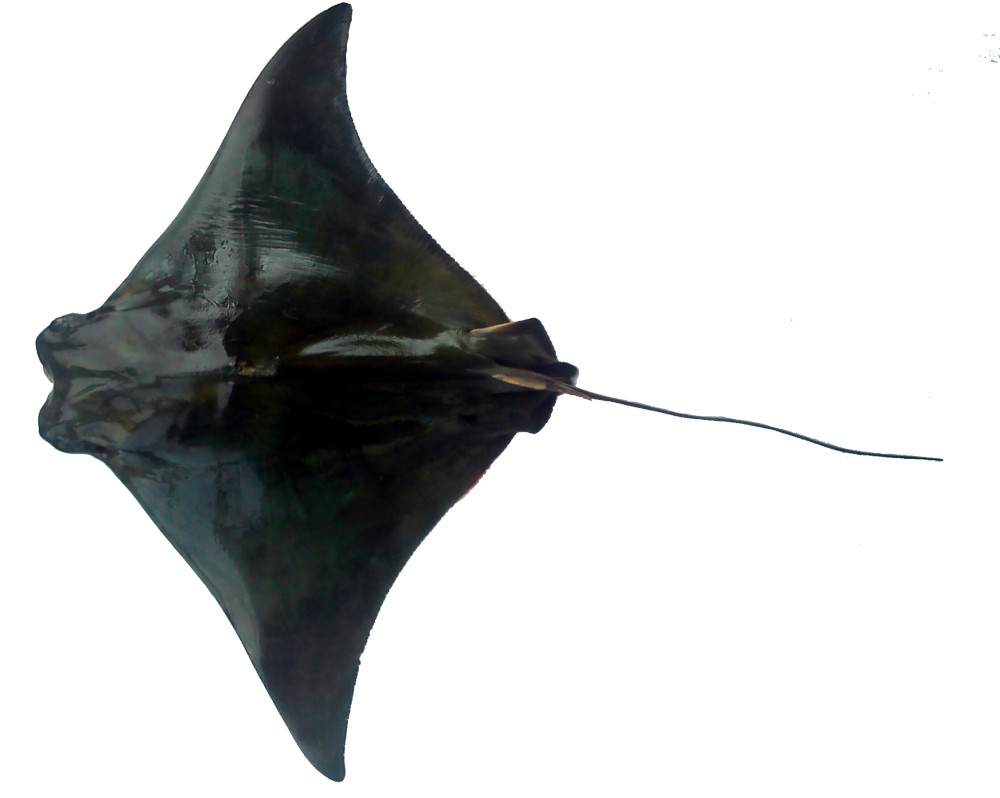 Manta negra ( black manta), Wiki