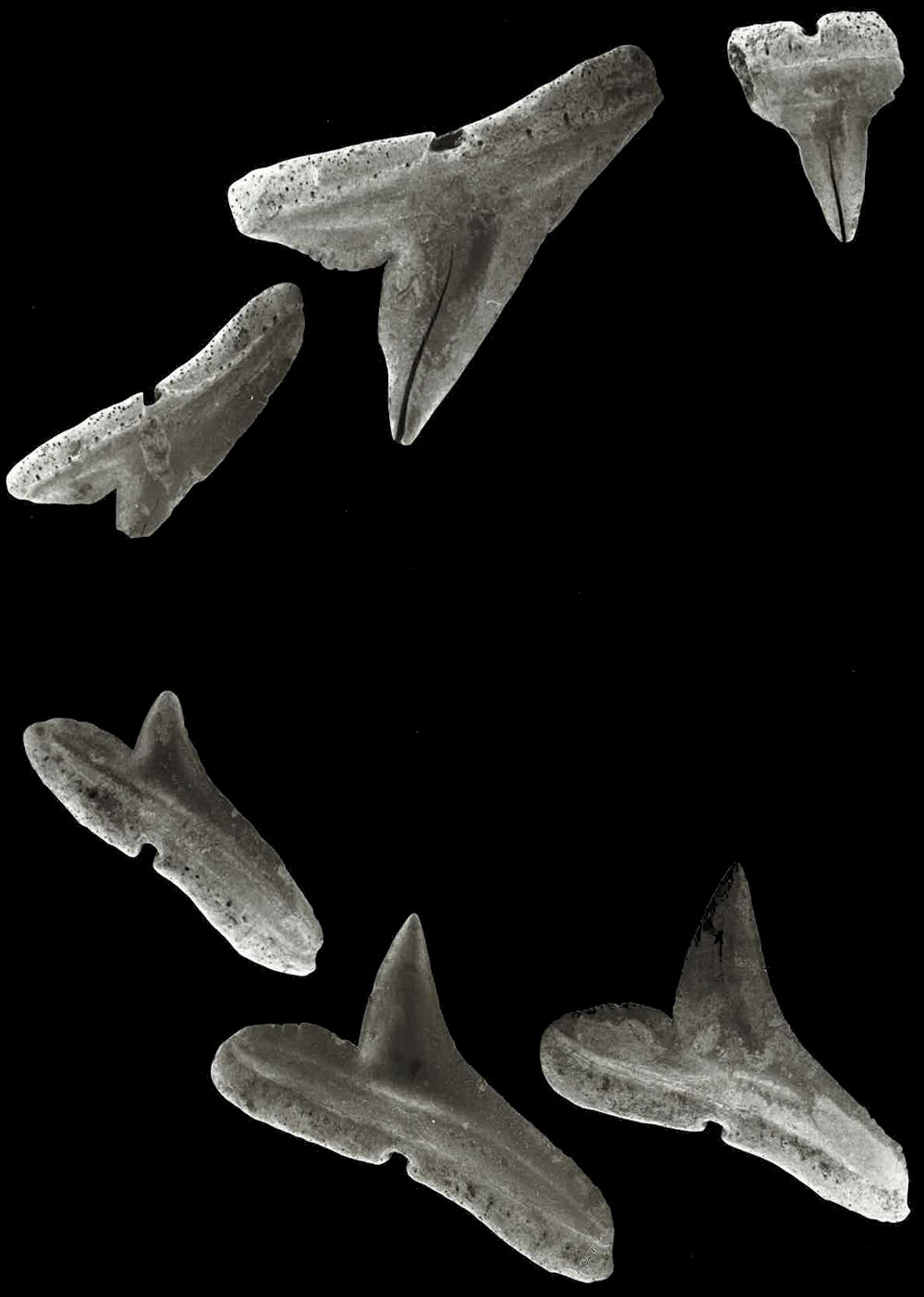 Rhizoprionodon acutus