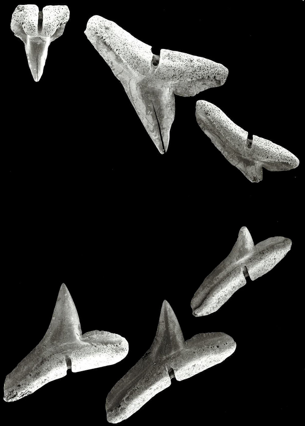 Rhizoprionodon acutus