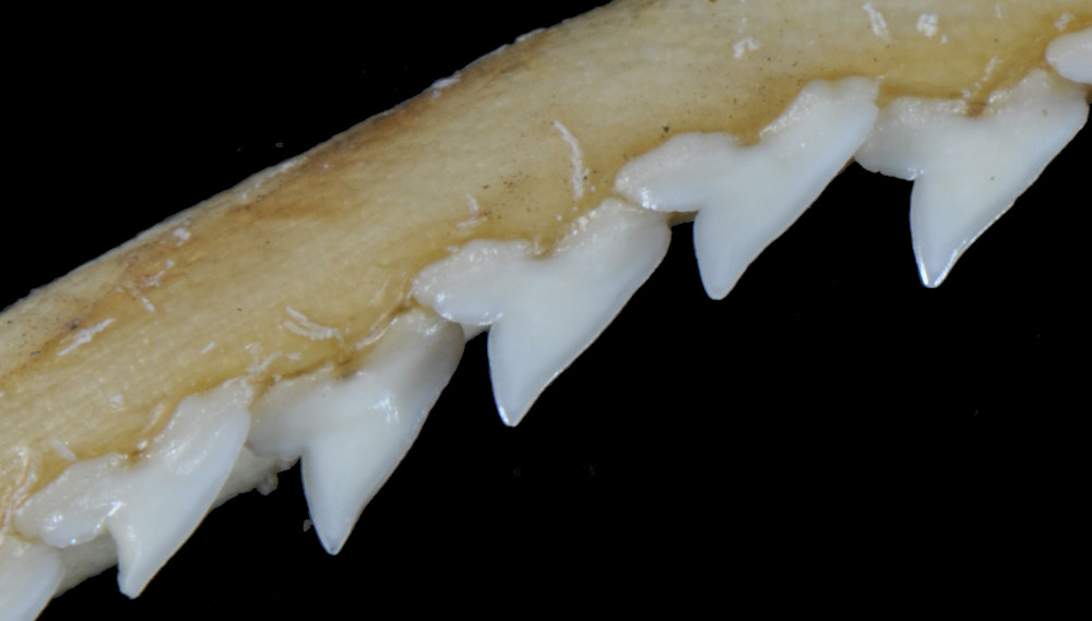 Rhizoprionodon longurio