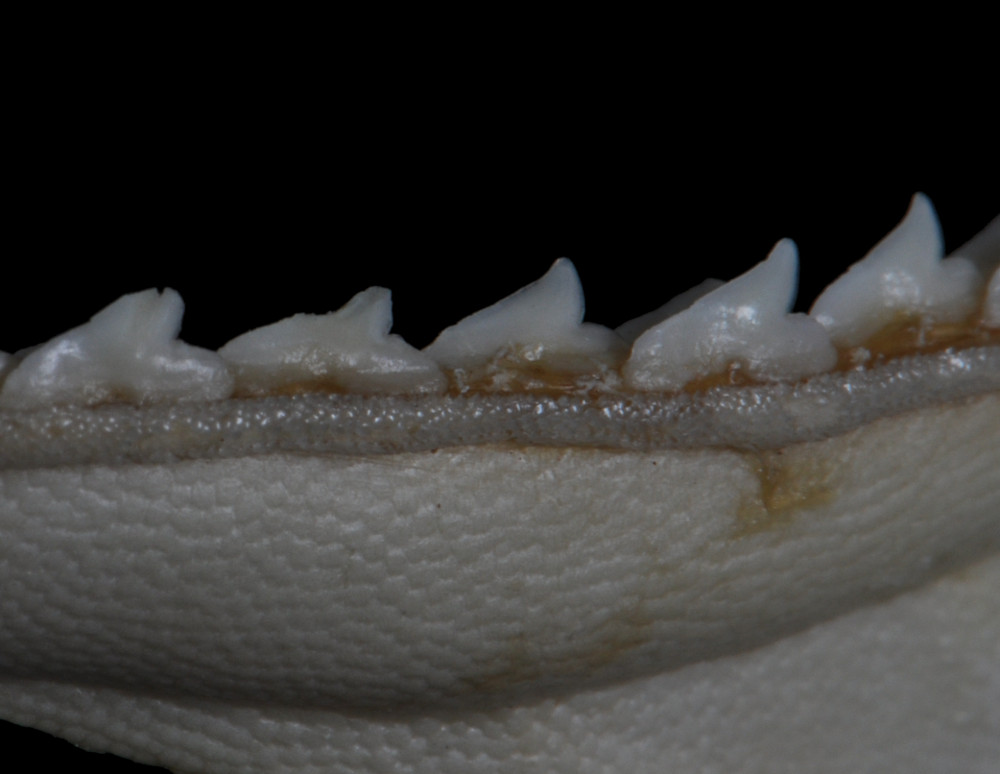 Rhizoprionodon longurio