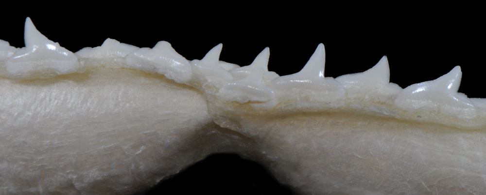 Rhizoprionodon porosus