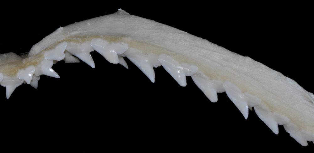 Rhizoprionodon porosus