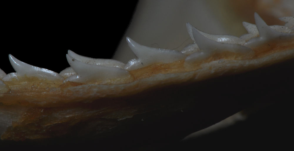 Rhizoprionodon terraenovae