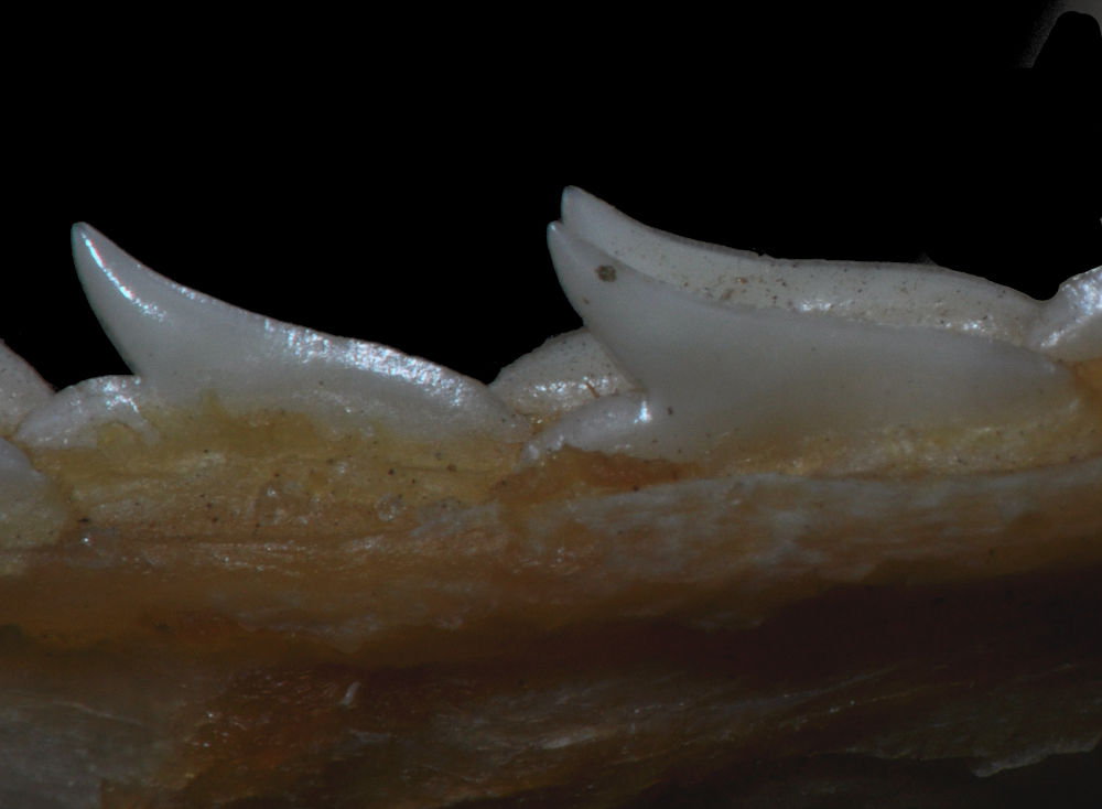 Rhizoprionodon terraenovae