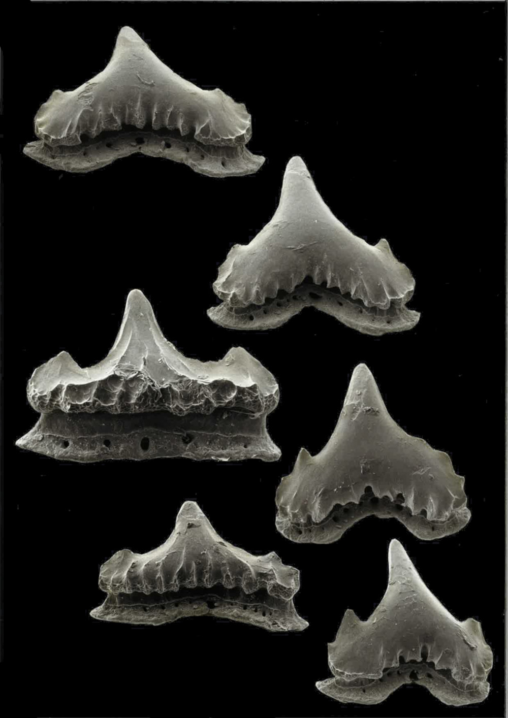 Schroederichthys maculatus