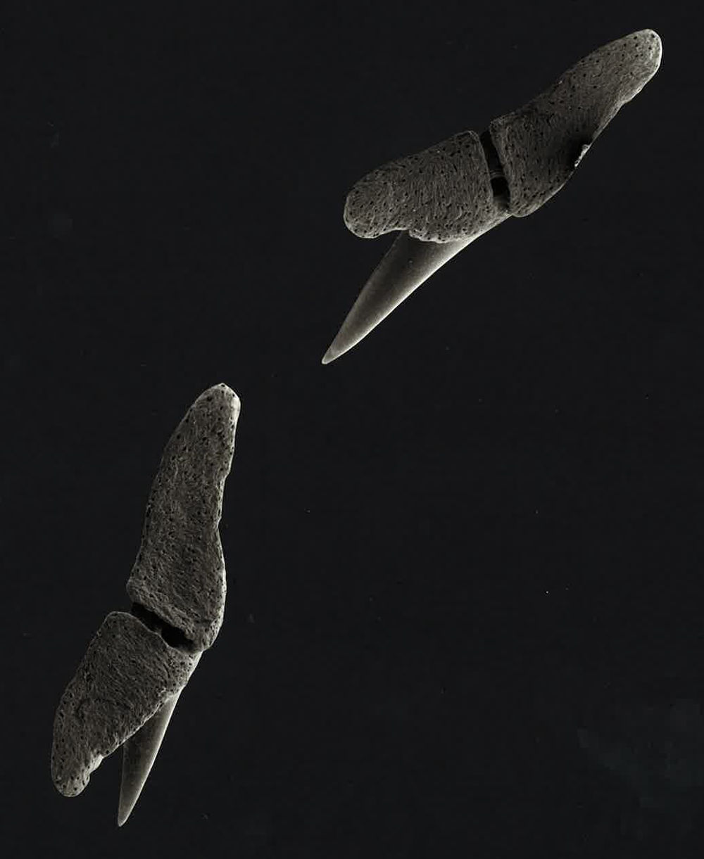 Scoliodon laticaudus