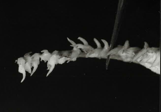 Scymnodalatias albicauda