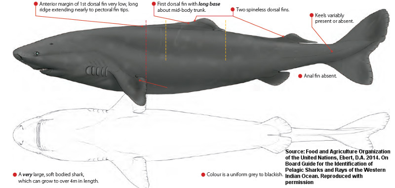 Southern Sleeper Shark