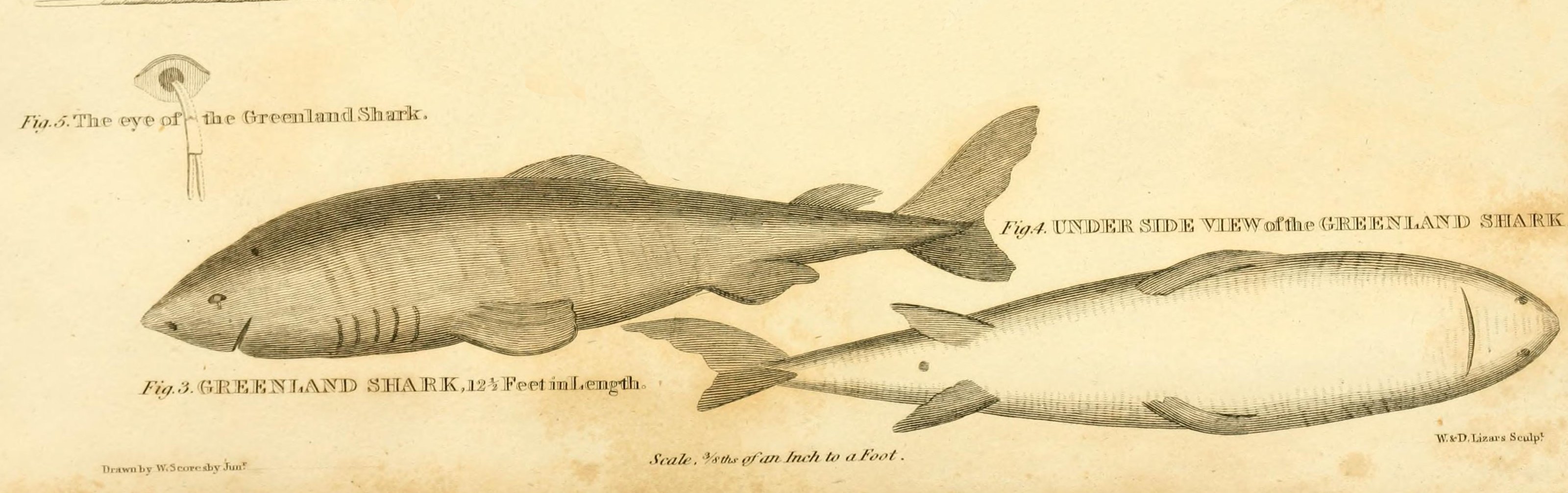 Somniosus Microcephalus Shark References