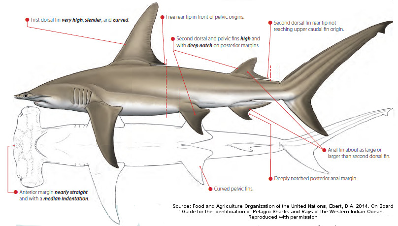 Great Hammerhead (Sphyrna mokarran) Dimensions & Drawings