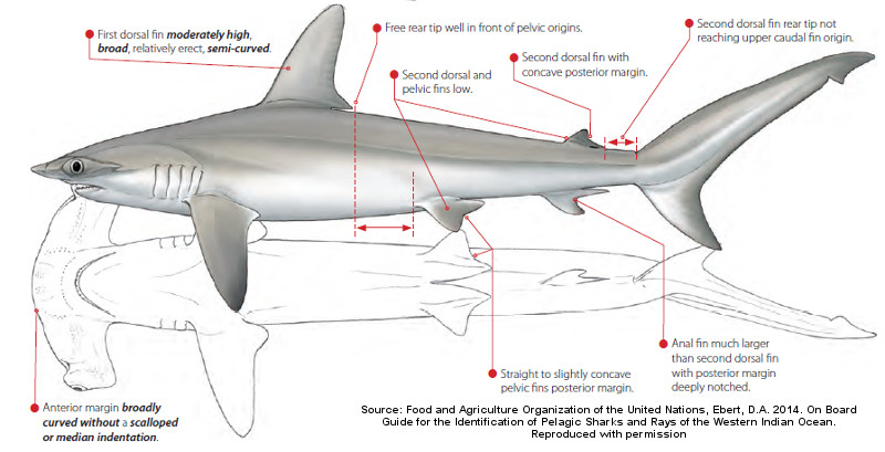 Smooth Hammerhead - Sphyrna zygaena - Carnivora