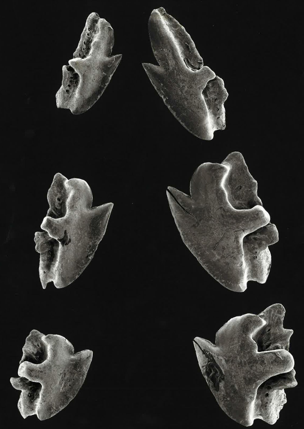 Squalus acanthias
