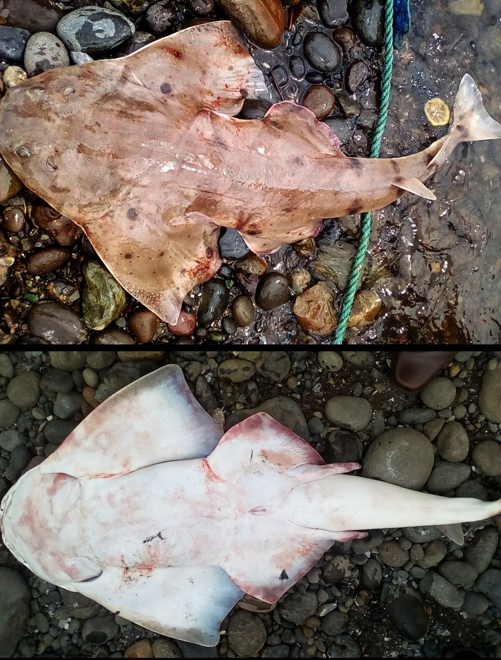Squatina Armata Shark References Squatina Armata Shark References