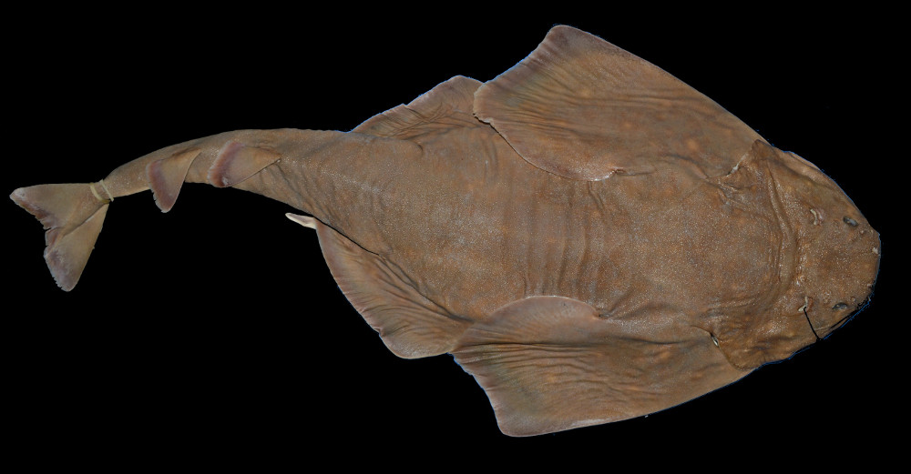 Squatina Varii Shark References Squatina Varii Shark References