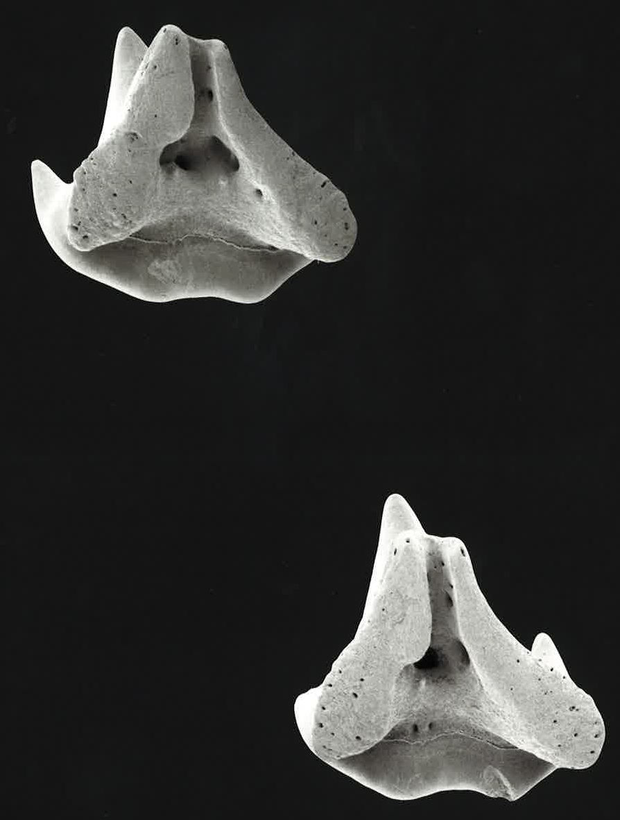 Stegostoma fasciatum