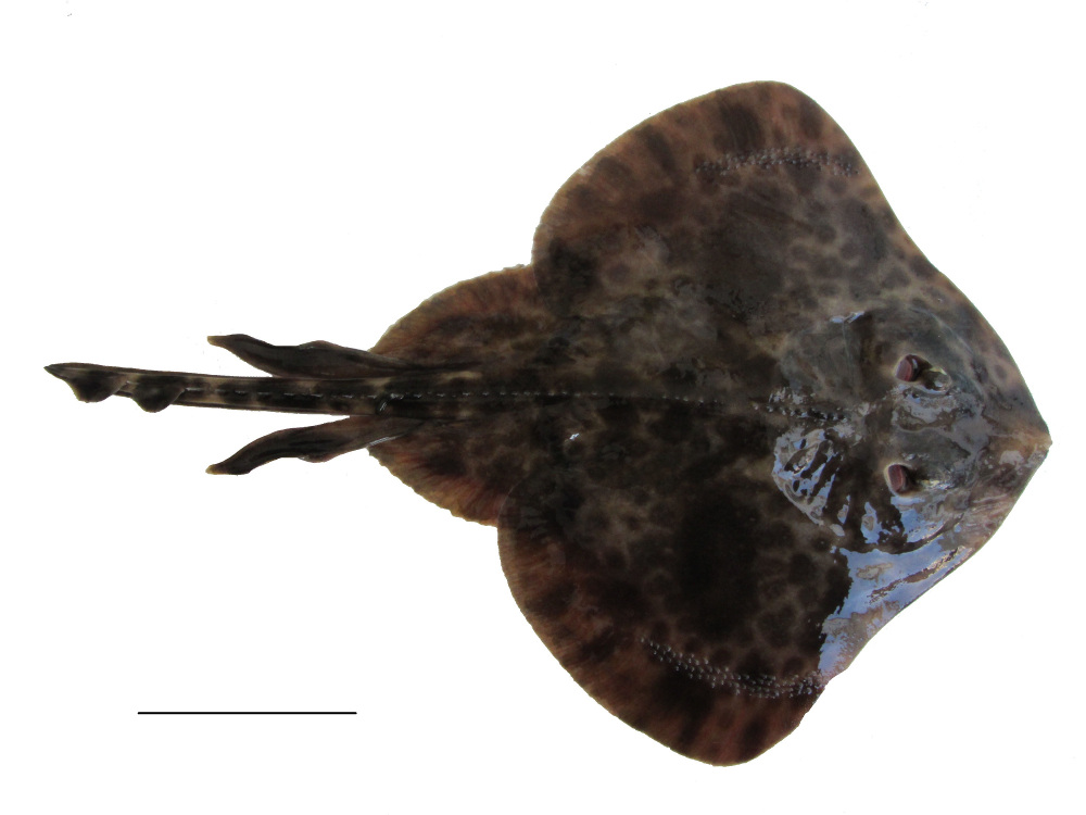 Sympterygia brevicaudata (COPE, 1877), © Francisco Concha, Universidad de Valparaíso, Chile 