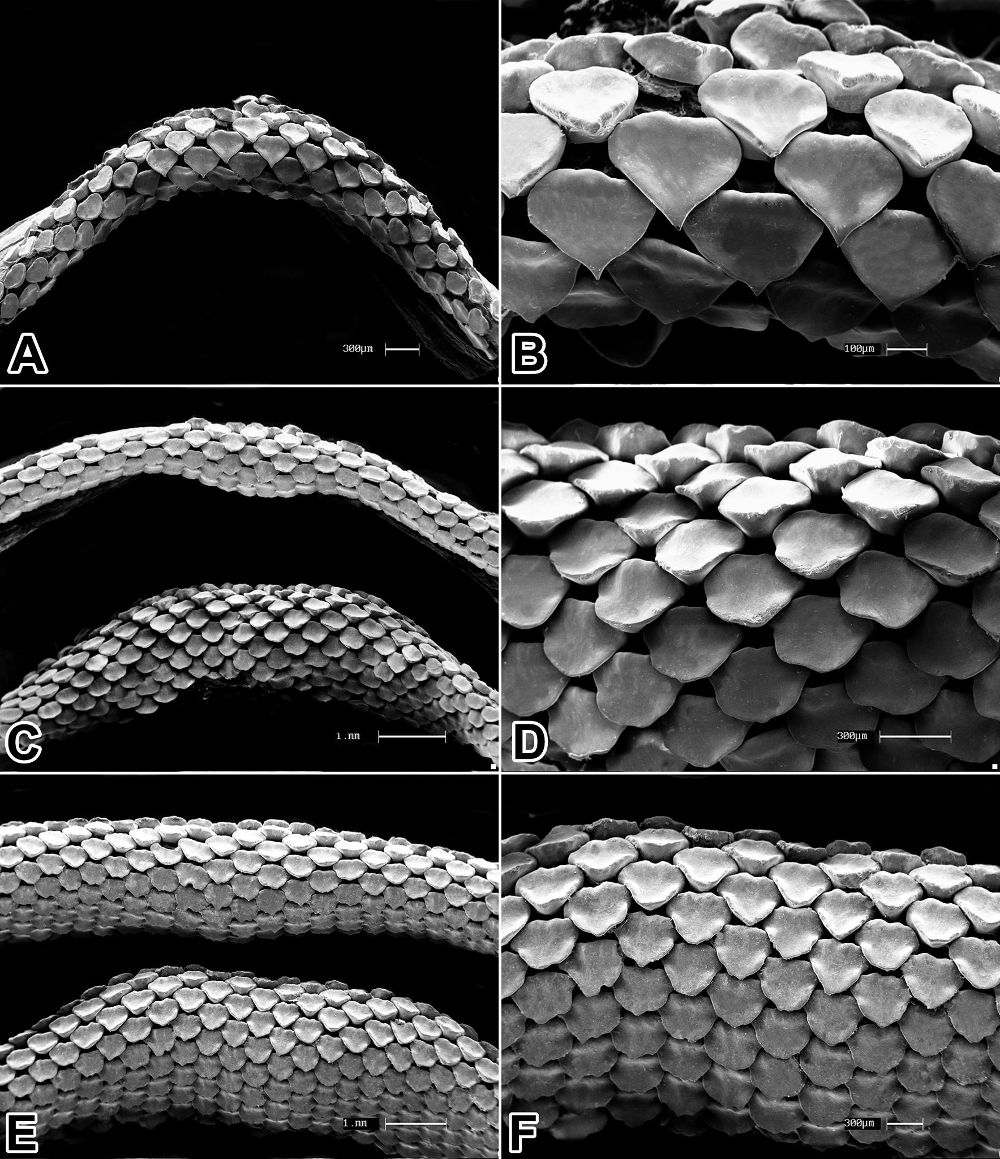 Urotrygon microphthalmum