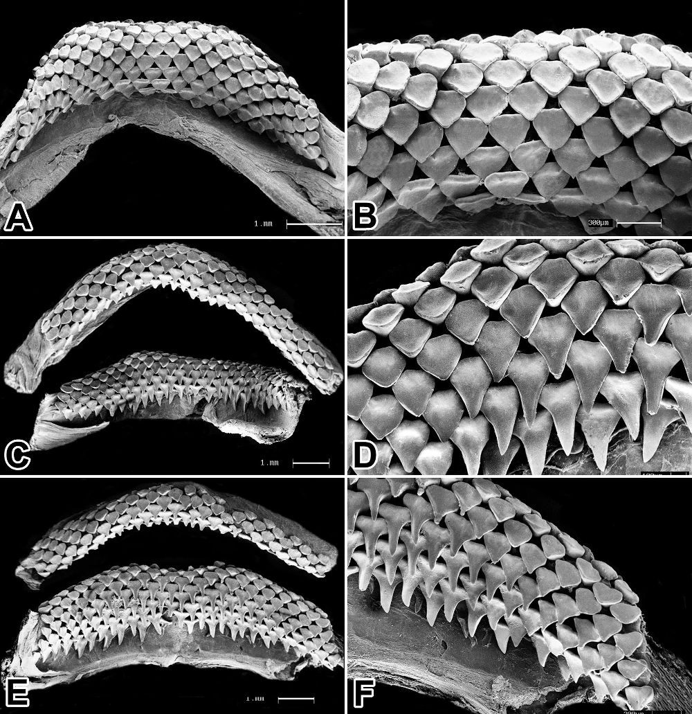 Urotrygon microphthalmum