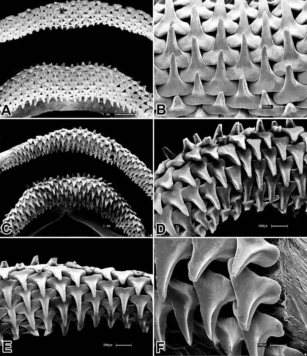 Urotrygon microphthalmum