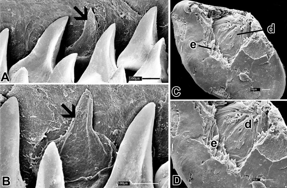 Urotrygon microphthalmum