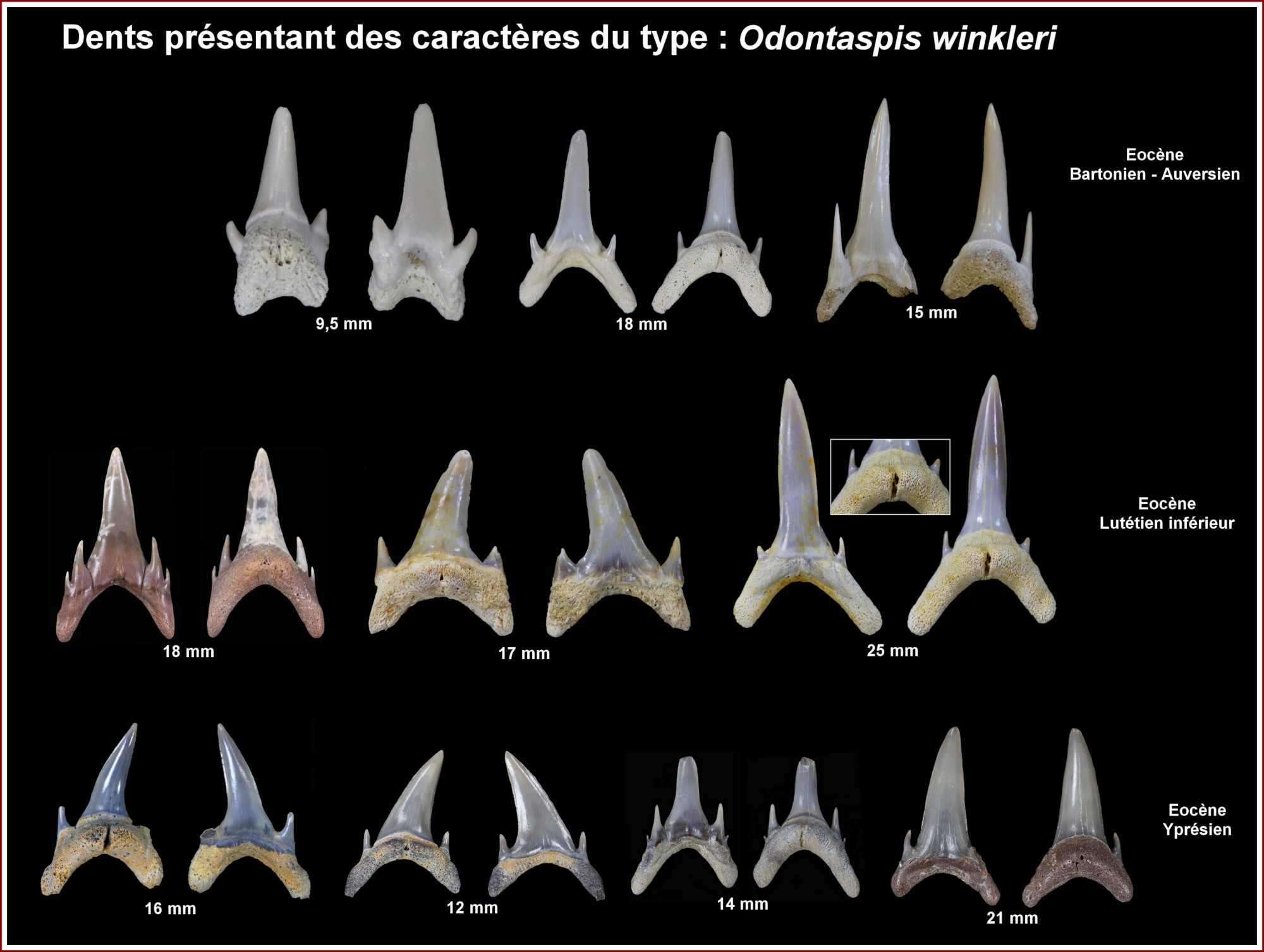 Guide des fossiles de france 3e ed et des regions limitrophes