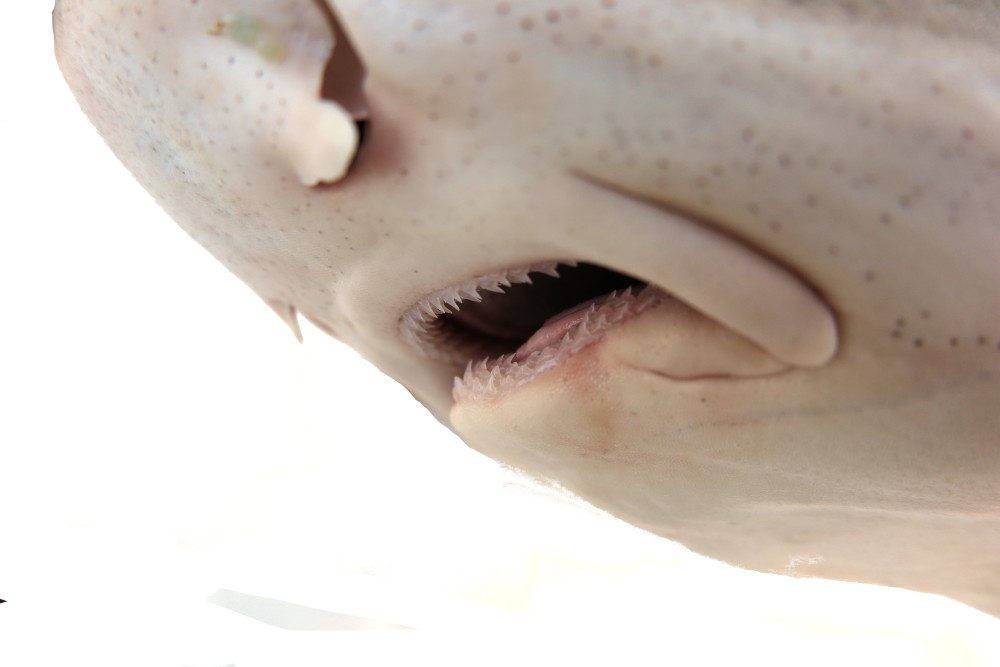 Leopard Shark Teeth 179 Leopard Shark Close Up Stock Photos High Res